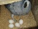 100 por ciento de huevos para incubar loros ahora - Foto 1