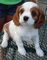 14 semanas de edad regalo cavalier king charles cachorros