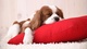 2 Lindo y Adorable Regalo Cavalier King Charles cachorros - Foto 1