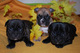 3 cachorros de bulldog francés disponibles