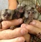 Adorables monos tití para abrobation
