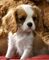 Alta perspectiva regalo cavalier king charles cachorros