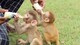 Bebé mono capuchino