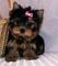 Cachorros de yorkshire terrier