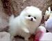 Cachorros pomerania blanco