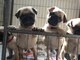 Cachorros pug muy saludables listos para sus nuevos hogares - Foto 1