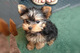 Cachorros yorkshire terrier de alta calidad a la venta