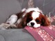 Encanto Regalo Cavalier King Charles cachorros - Foto 1