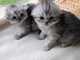 Ermosos gatitos Scottish Fold disponibles, - Foto 1