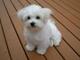 Hermosos cachorros de bichon frise macho y hembra