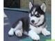Huskies siberianos encantadores para amantes de las mascotas