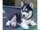 Huskies siberianos encantadores para amantes de las mascotas - Foto 1