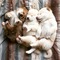 Impresionante camada de cachorros de Shihtzu - Foto 1