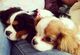 Lindo y dulce Regalo Cavalier King Charles cachorros fdghdfhg - Foto 1