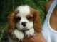 Listo regalo cavalier king charles cachorros