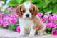 Mostrar potencial regalo cavalier king charles cachorros