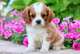 Mostrar potencial Regalo Cavalier King Charles cachorros - Foto 1