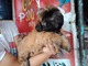 Pedigree Imperial Shih Tzu cachorros - Foto 1