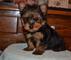 Pedigree yorkshire terrier cachorros