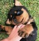 Perritos rottweiler listos con papeles