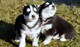 Regalo Adorables cachorros husky siberianos sobresalientes - Foto 1