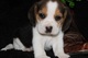 Regalo cachorros beagles para adopcion