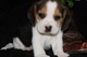 Regalo cachorros BEAGLES para adopcion - Foto 1