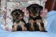 Regalo cachorros yorkie macho y hembra para adopción