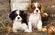 Regalo cavalier king charles cachorros