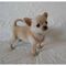 Regalo Chihuahua para adopcion libre - Foto 1