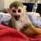 03Bebés mono y chimpancé bien entrenados para sus hogares / - Foto 1