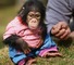 3bebés mono y chimpancé bien entrenados para sus hogares /