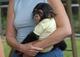 Bebés mono y chimpancé bien entrenados para sus hogares /