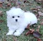 Bichon maltes disponible