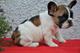 Bulldog frances Para Adopcion - Foto 1