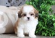 Cachorro shih tzu en adopcion