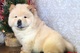 Cachorros Chow chow - Foto 1