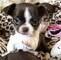 Cachorros de Chihuahua para Adopción - Foto 1
