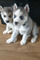 Cachorros de husky siberiano - Foto 1