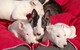 Economical Bull Terrier Puppies Gift - Foto 1