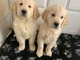 Golden Retrievers - Foto 1