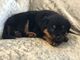 Hermosos cachorros de pedigrí rottweiler - Foto 1