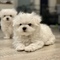 Lindo cachorros Bichón Maltés - Foto 1