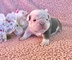 Magnifico cachorros bulldog ingles