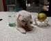 Mini Toy Cachorros Bichon Maltes - Foto 1