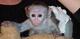 Monos capuchinos lindos para la adopción