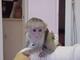 Monos capuchinos sanos y entrenados para adopción gratuita - Foto 1