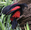 Preciosos loros negros y rojos raros