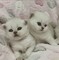 Regalo adorable de gatitos - Foto 1