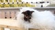 Regalo: cachorro chihuahua - Foto 1